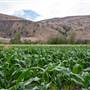 Horsting's Farm - Lower, Mid, and Upper Crop Fields