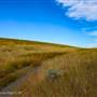 KGHM Ajax Jocko Hayfield Grasslands