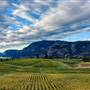 VINEYARDS /ORCHARDS SOUTH