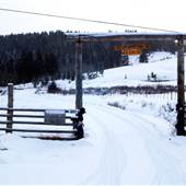 Sugar Cane - Winter