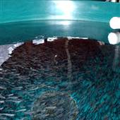 Snootli Hatchery