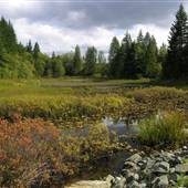 Highway 28 - Marsh