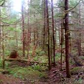 Gold River Old Growth Forest