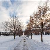 Albert McGowan Park DECEMBER WINTER