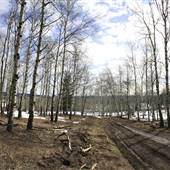 Kullagh Road Grasslands - Newman Dam Valley, Aspen Forest 03 MARCH