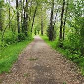 Illecillewaet River and Park