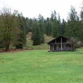 Virtue Ranch - Forest