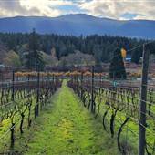 Chateau Wolff Estate Winery