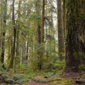 Stamp Long River Trail
