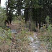 STEWART CREEK FRS TRAILS