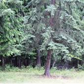 Barriere Forest off Westsyde Road