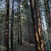 Dean Martin Trail - Snowden Forest