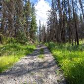 Tunkwa Lake Road Forest Fire Area