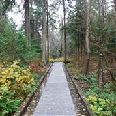Stanley Park - Cathedral Trail