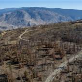 Venables Valley Burned Forest