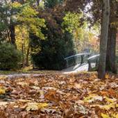 Bowker Creek Walkway and Bridge
