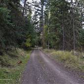 Kullagh Road Grasslands - Forest 01 FALL/WINTER Entance and Aspen Trees