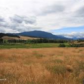 Nicola Ranch South Fields & Forest