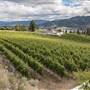 OPG VINEYARD