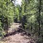 Ipsoot Creek Trail