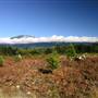 Christmas Tree Farm
