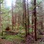 Gold River Old Growth Forest