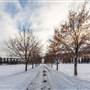 Albert McGowan Park DECEMBER WINTER