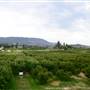 PAYNTERS FARM