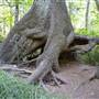 Mack Laing Nature Park