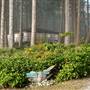 Hollyhock Cabins/grounds
