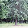Barriere Forest off Westsyde Road