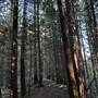 Dean Martin Trail - Snowden Forest