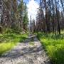 Tunkwa Lake Road Forest Fire Area