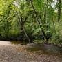 Williams Park