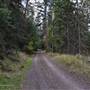 Kullagh Road Grasslands - Forest 01 FALL/WINTER Entance and Aspen Trees