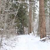 Roderick Haig-Brown Park Winter