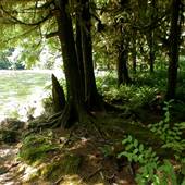 Leiner River Campsite