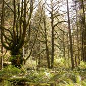 McMullen Point Forest