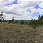 Sabiston Creek Road Forest & POVs