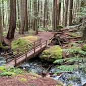 Lupin Falls Trails (Strathcona Park)