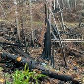 Sayward Forest Fire