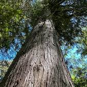 Dalrymple Creek Trail