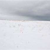 *DLR Stewart Field Grasslands WINTER & SUMMER