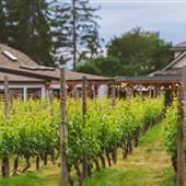 Deep Cove Winery