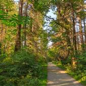 Stanley Park - Hollow Tree Meadow and Trail