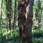 Hupacasath First Nation Bigleaf Maple Grove
