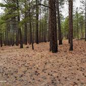 Highway 12 Lytton Saw Mill Wood Lot CLOSED