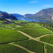 BLUE MT WINERY & VINEYARDS