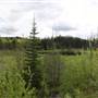 Lupin Lake area