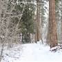 Roderick Haig-Brown Park Winter